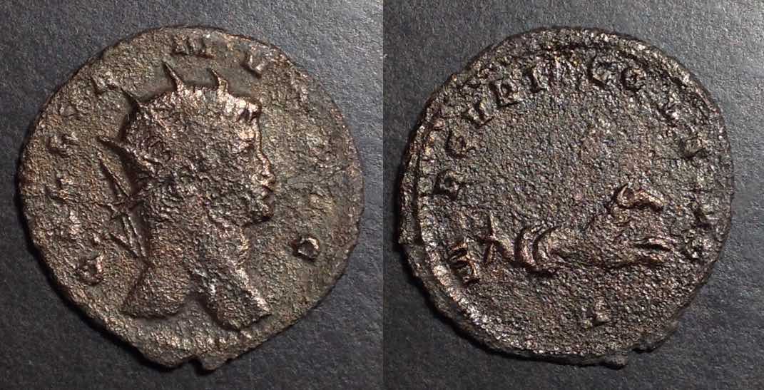 Gallienus1ZooMECRVRIOCONSAVG0864.jpg
