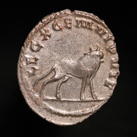 GallienusBull475R1.jpg