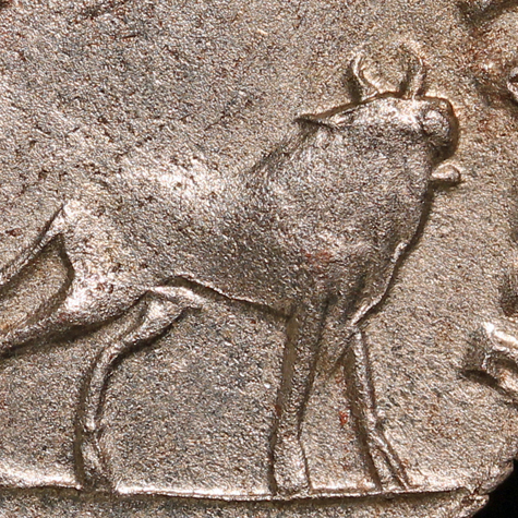 GallienusBullR1Close.jpg