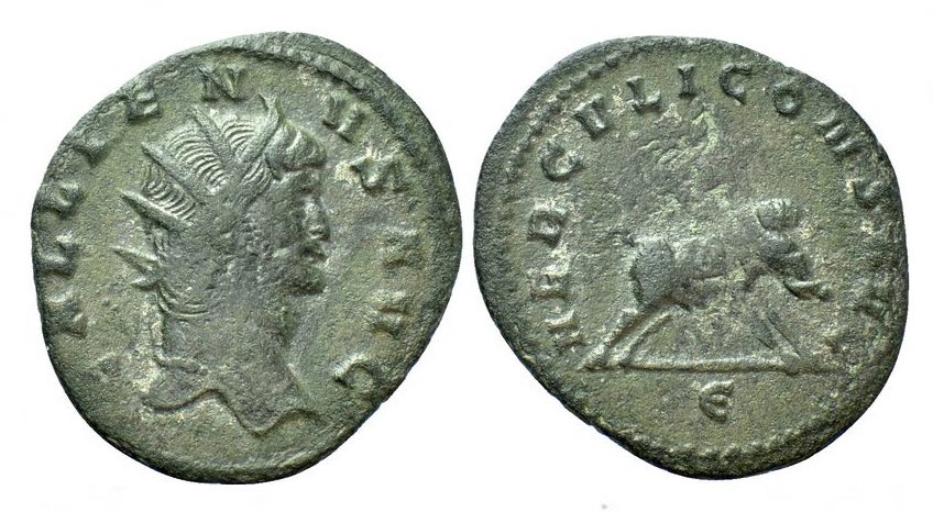 GallienusZooHERCVLICONSAVGboar19102.jpg