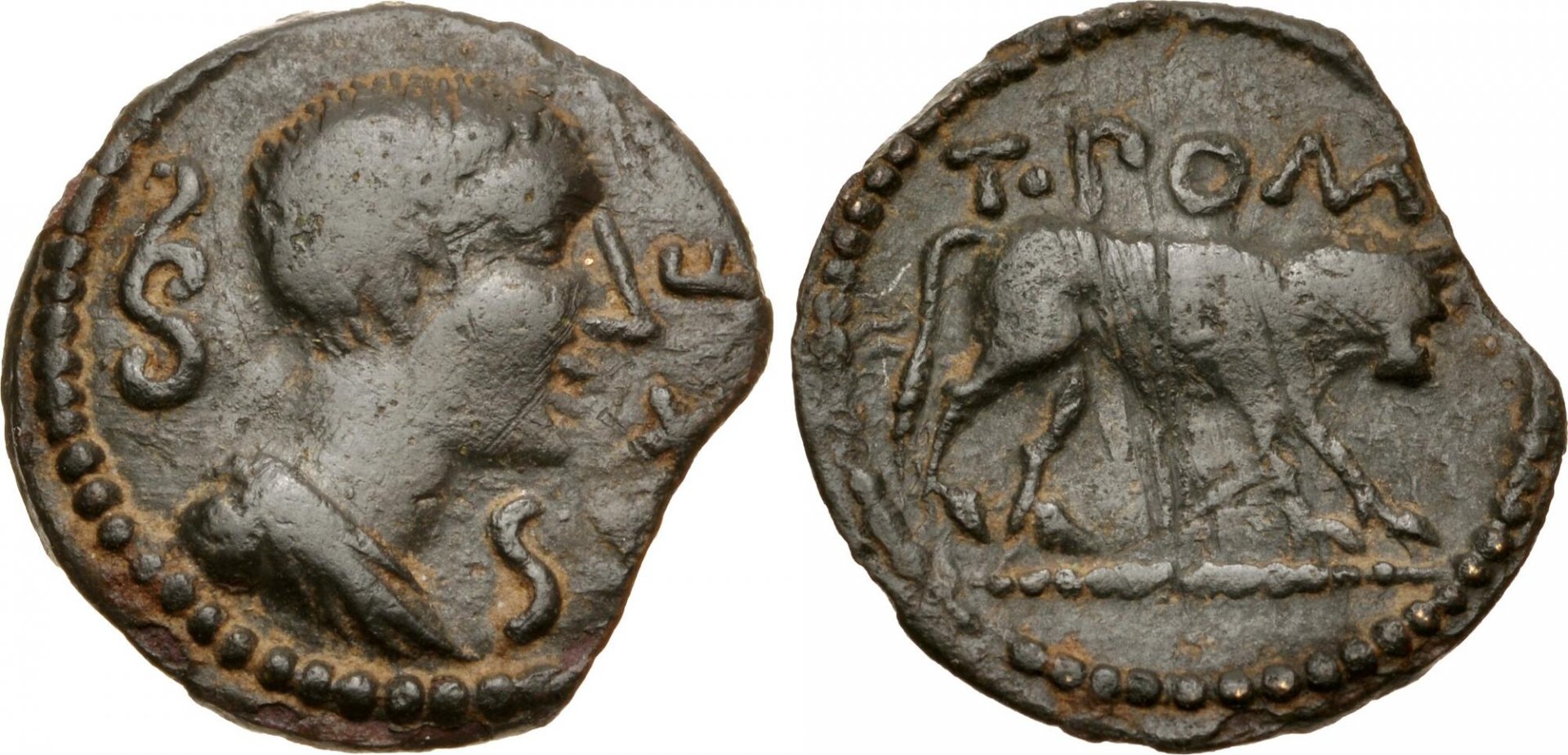 Gaul Cavares AE Sextans Villemur Nomus Brasiliana T POM SEX F.jpg