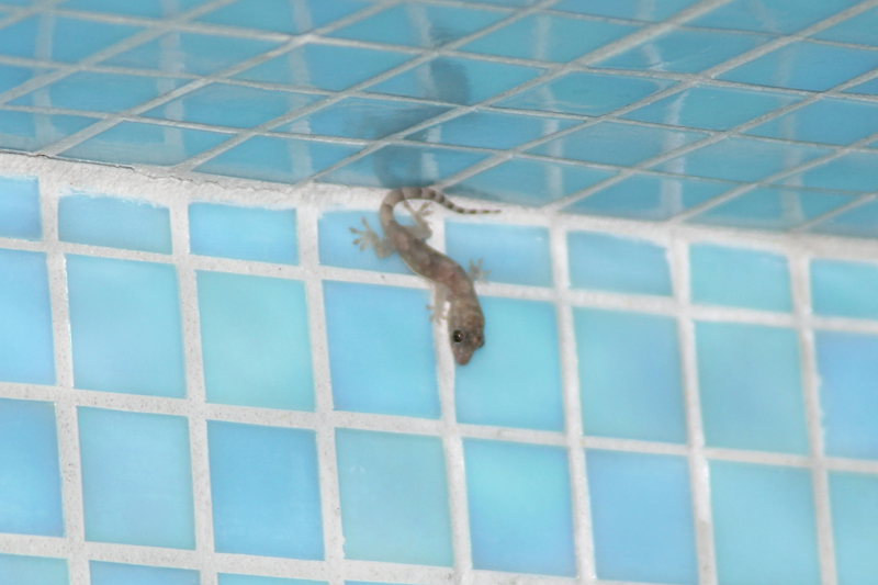 GeckoVisitsTIFCloacinaShrine.jpg