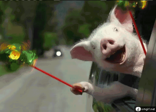 GHappypigCERT.gif