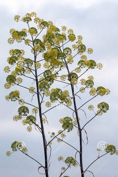 giant-fennel-wildflower-ferula-communis-subsp-catalaunica-giant-fennel adj.jpg