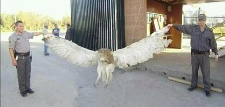 giant owl.jpg