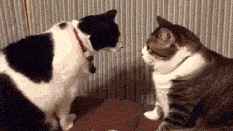 giphy2.gif