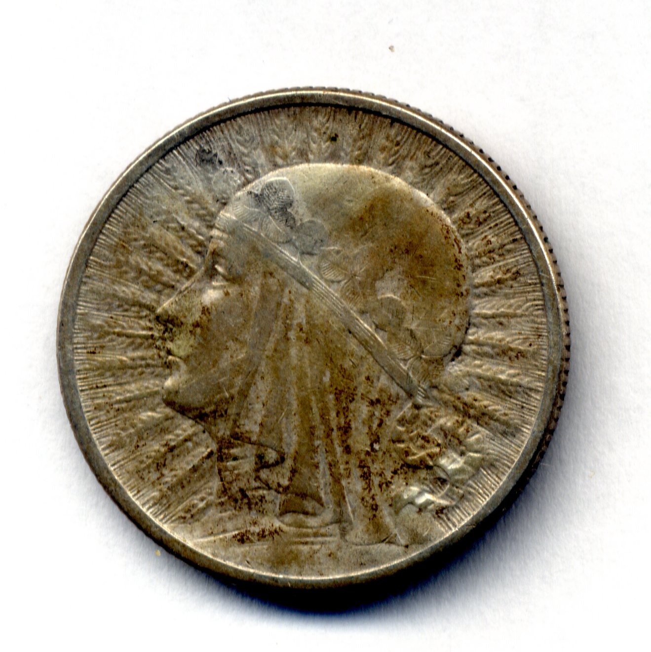 Glowa1934021.jpg