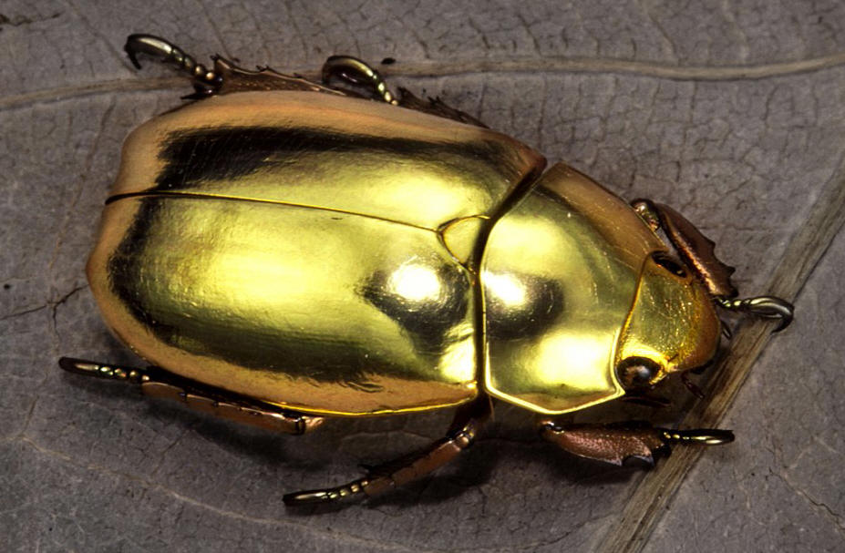 Gold Bug.jpg