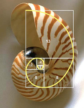 goldenseashell.png