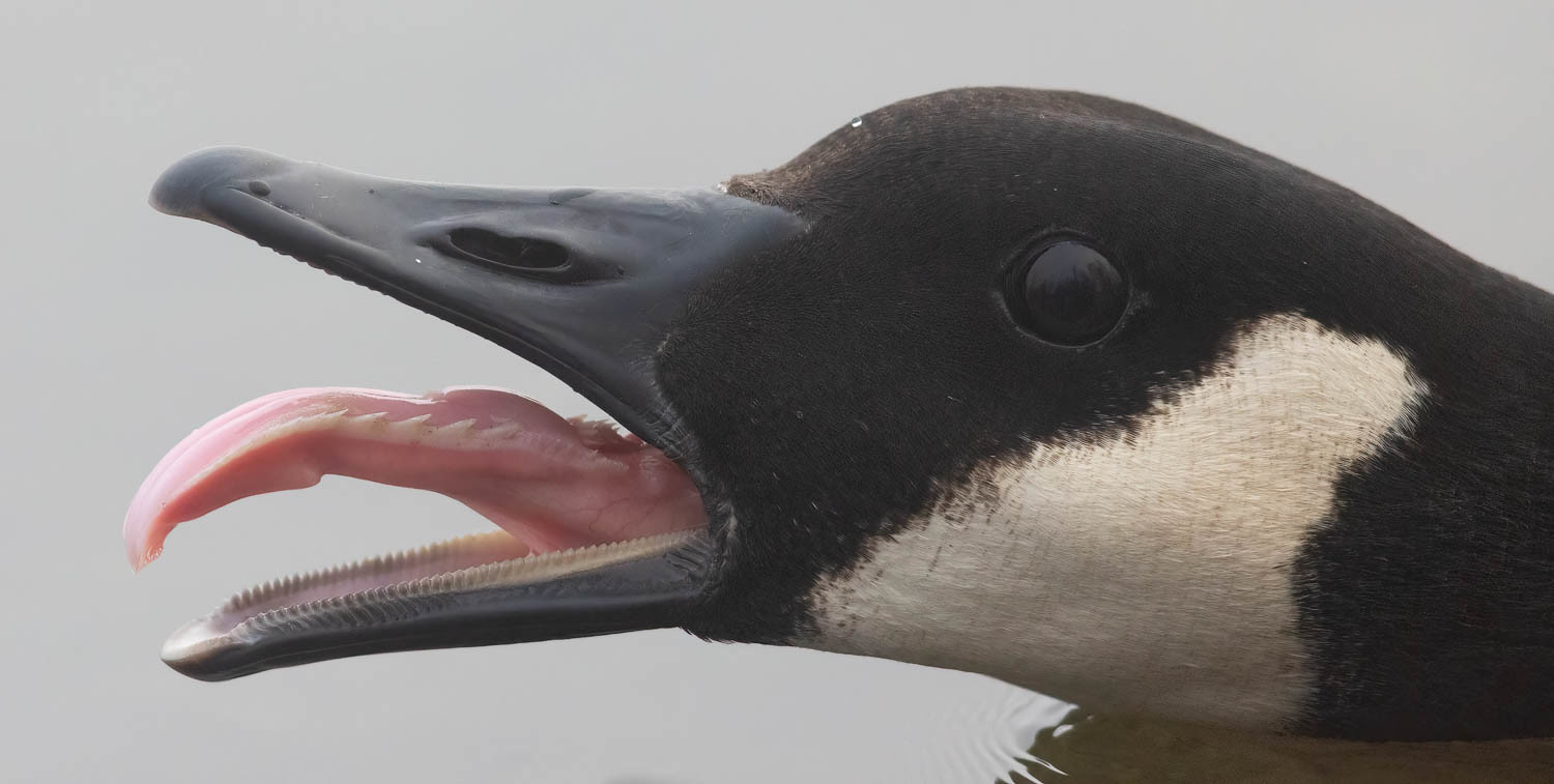 goose.jpg