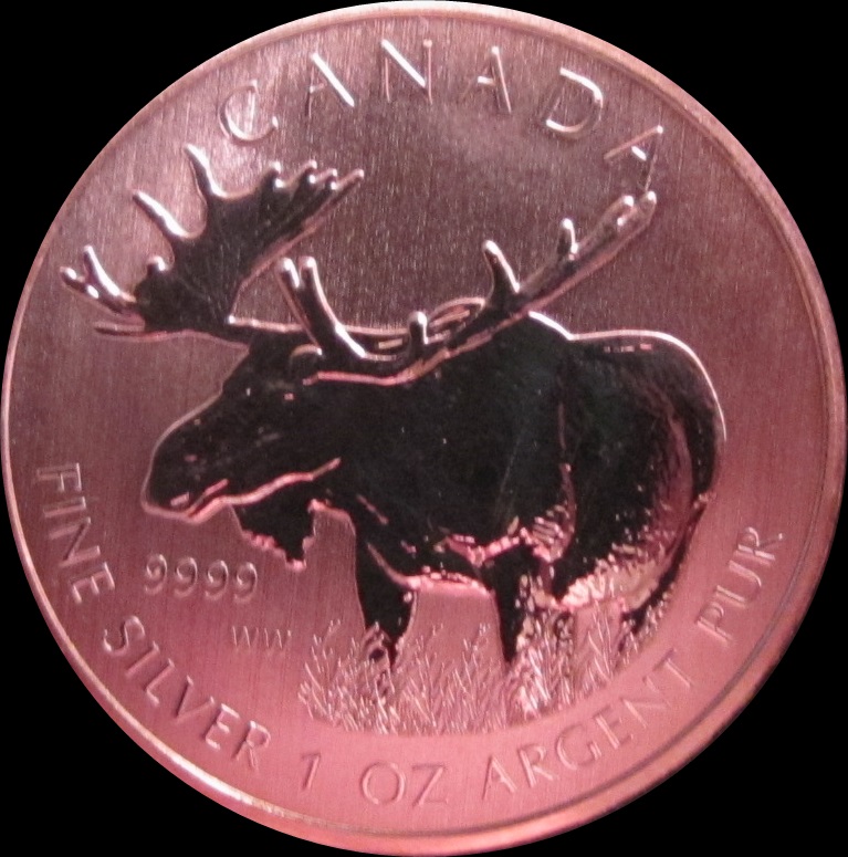 Got Moose 002a.JPG
