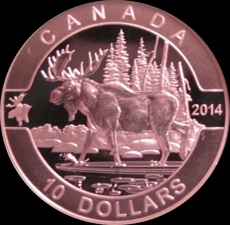 Got Moose 006a.JPG