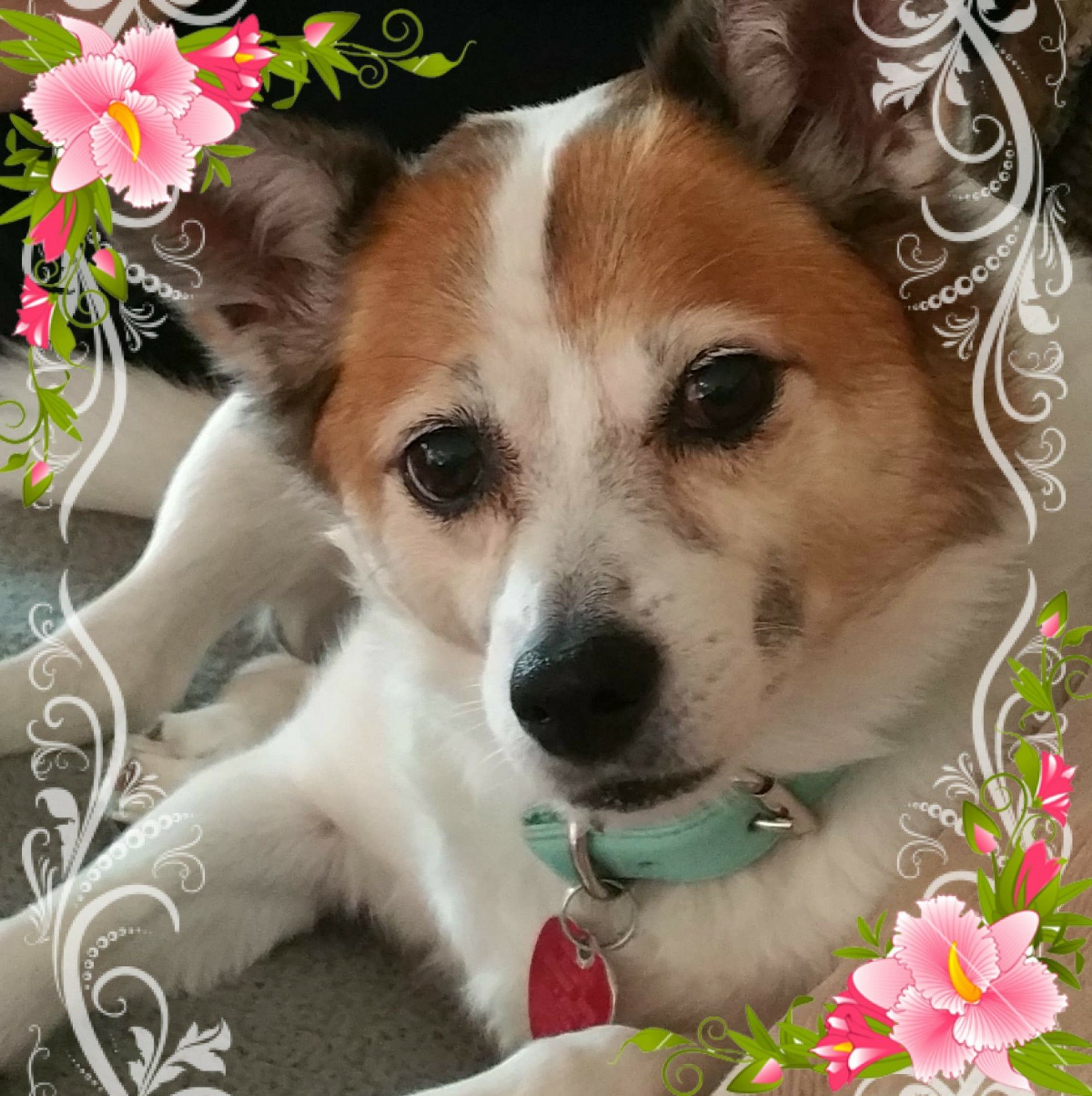 Gracie.jpg