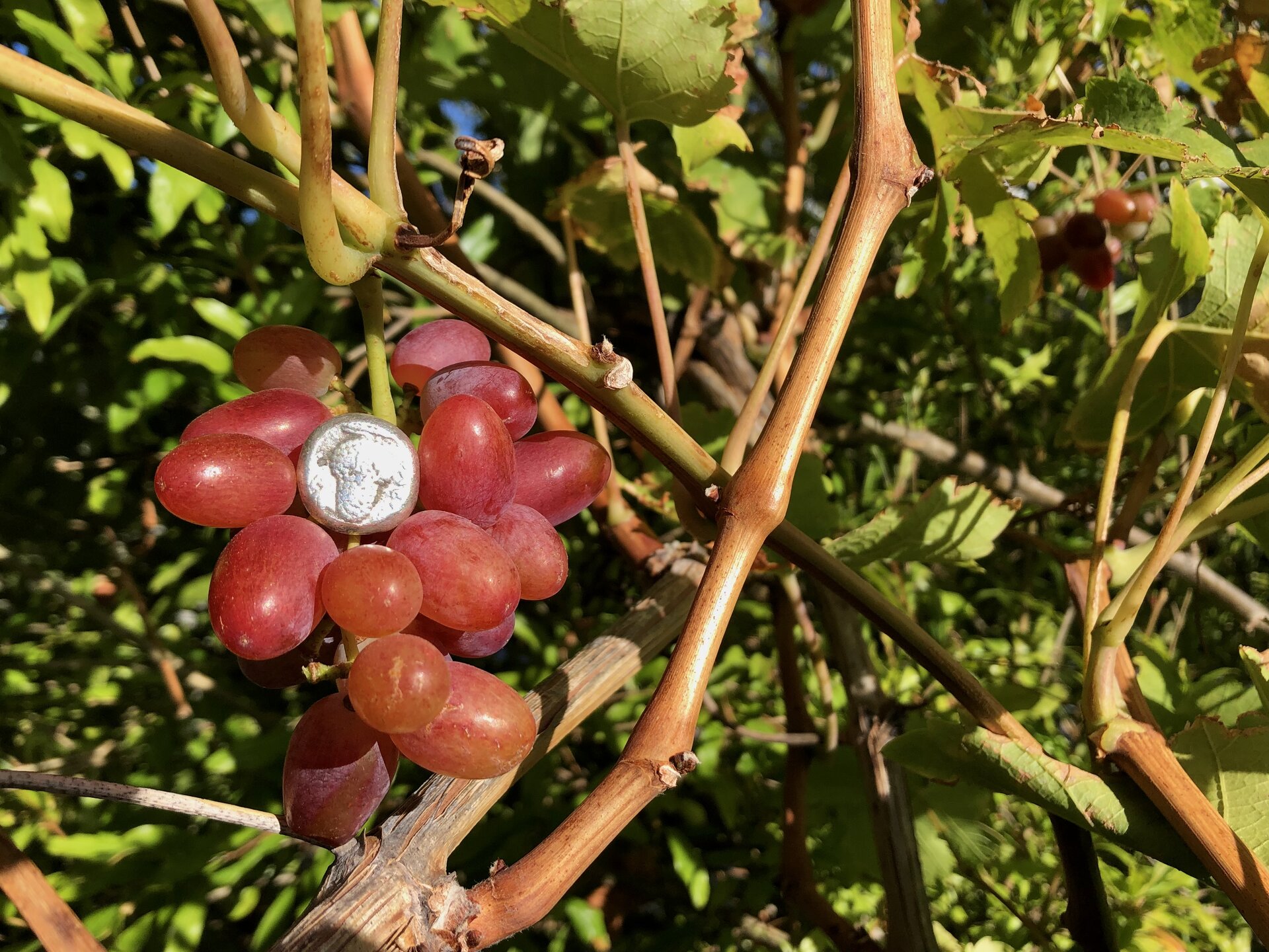 grapes.jpg