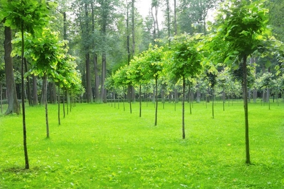 grass_trees_hd_picture_165976.jpg