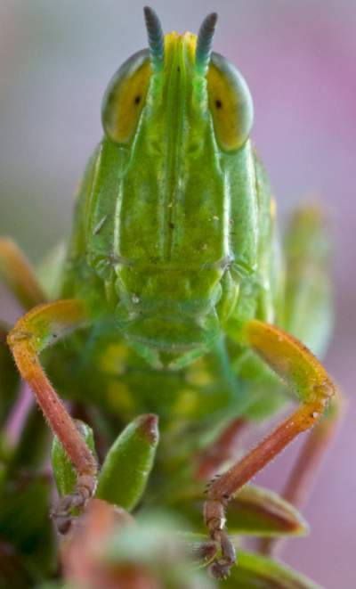 Grasshopper.jpg