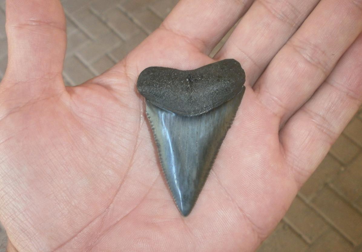 great white 'huge' tooth.jpg