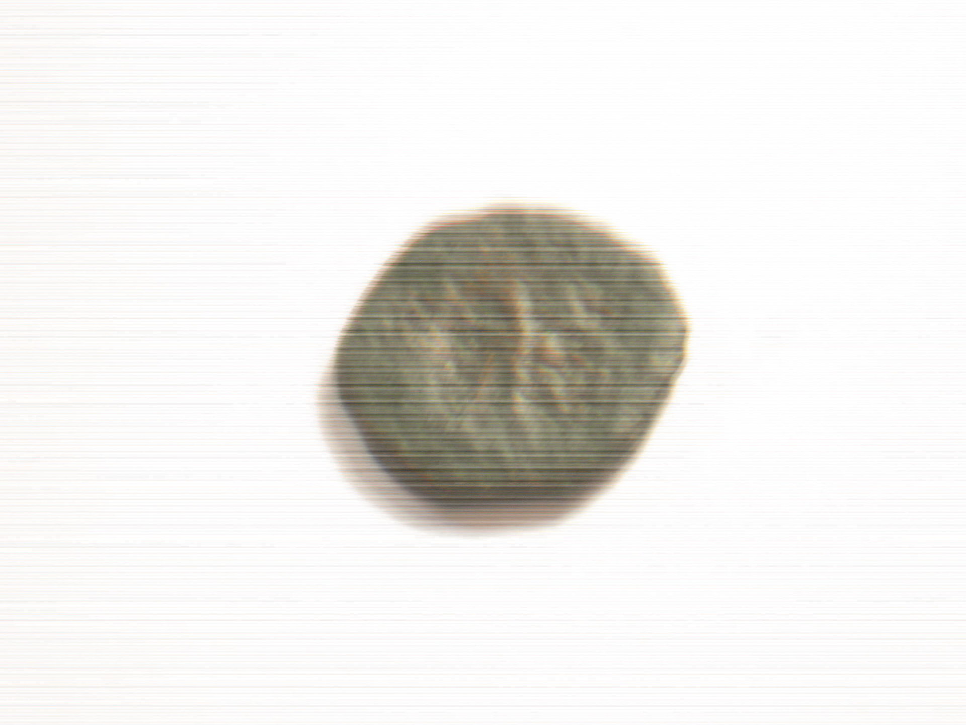 Greek Octopus 001.JPG