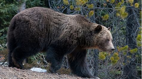 GRIZZLY BEAR.jpg