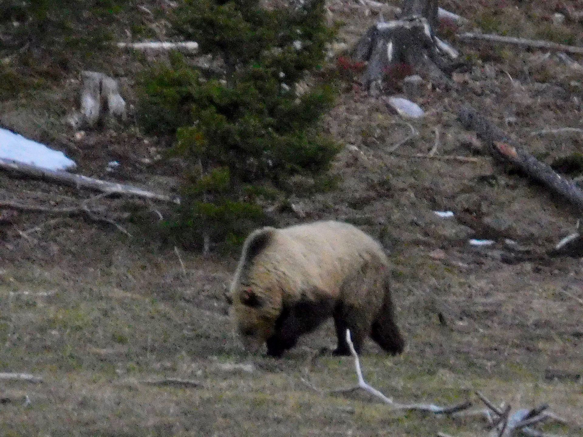Grizzly.jpg