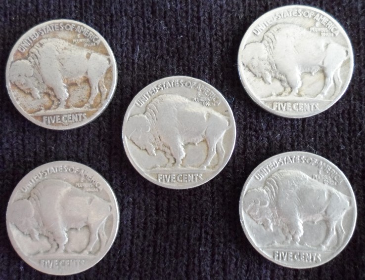 Group of Buffalos.jpg