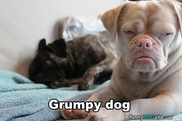 Grumpy_Dog.jpg