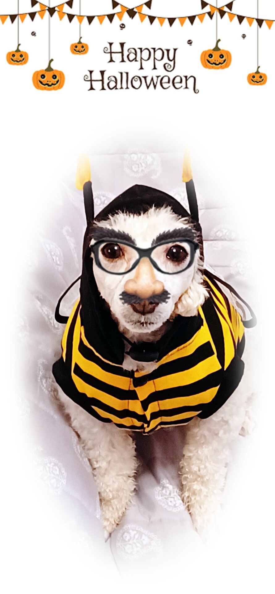 halloween try again.jpg