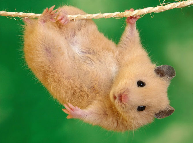 hamster (9).jpg