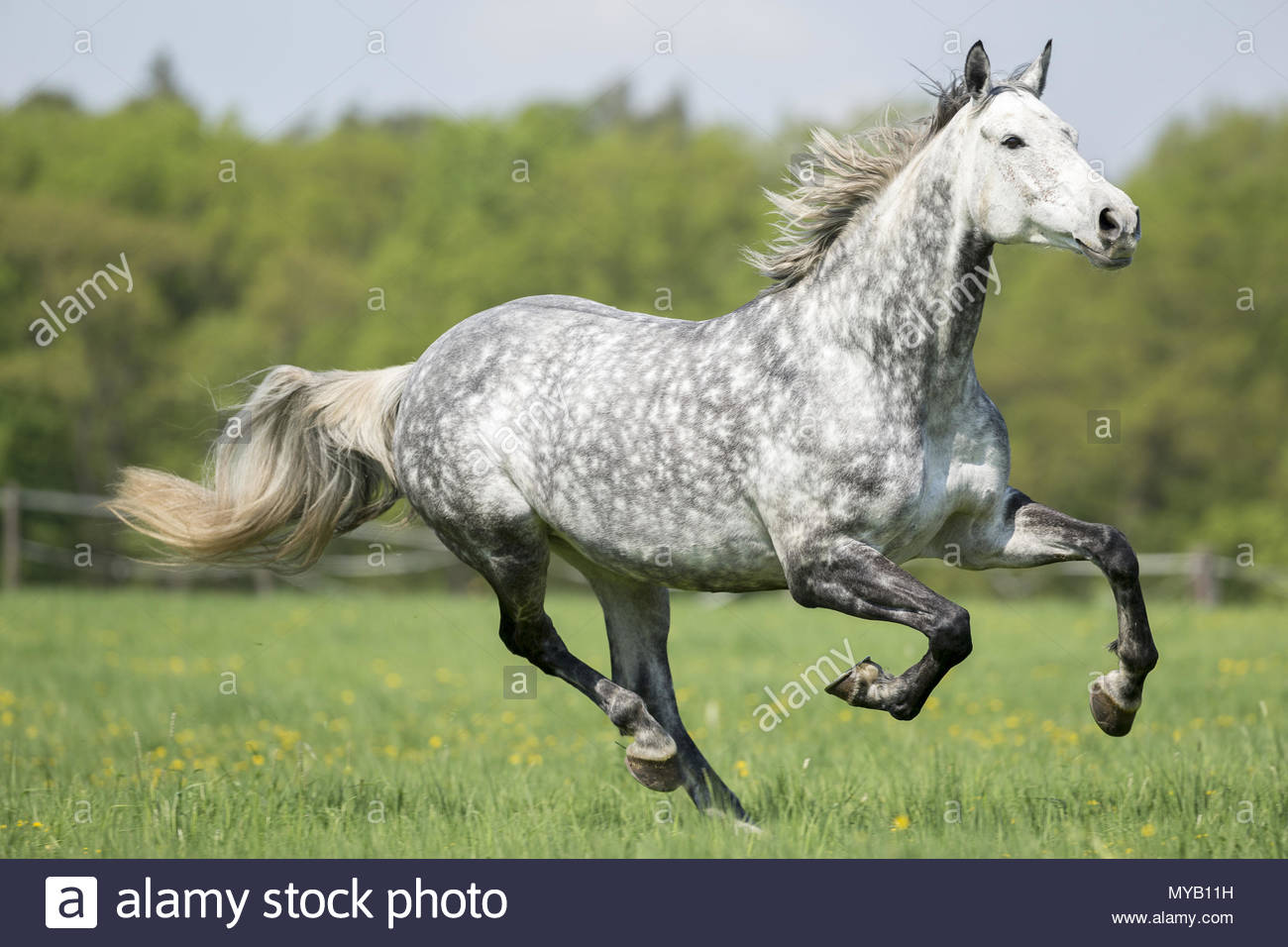hanoverian-horse-dappled-gray-mare-galloping-on-a-meadow-germany-MYB11H.jpg