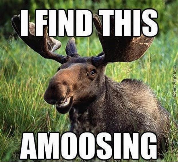 Happy moose.jpg