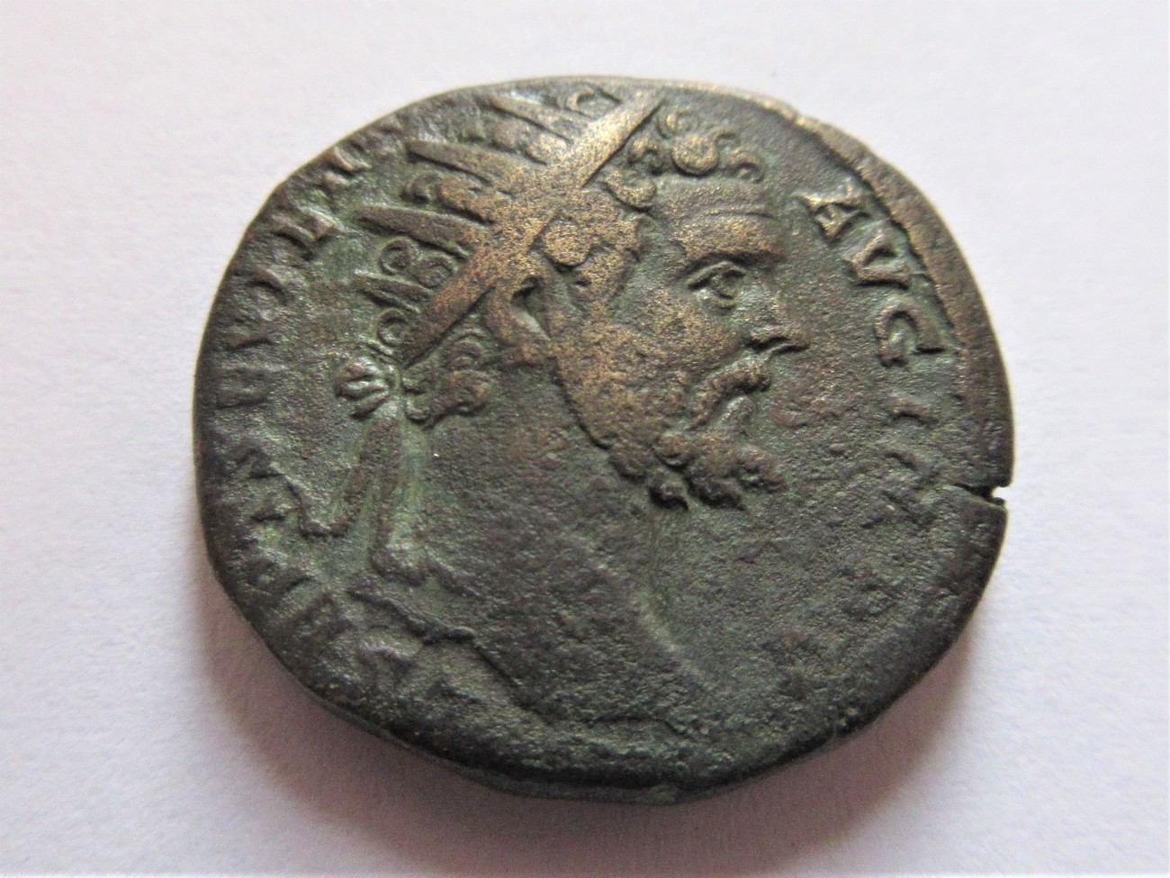 head of septi.jpg