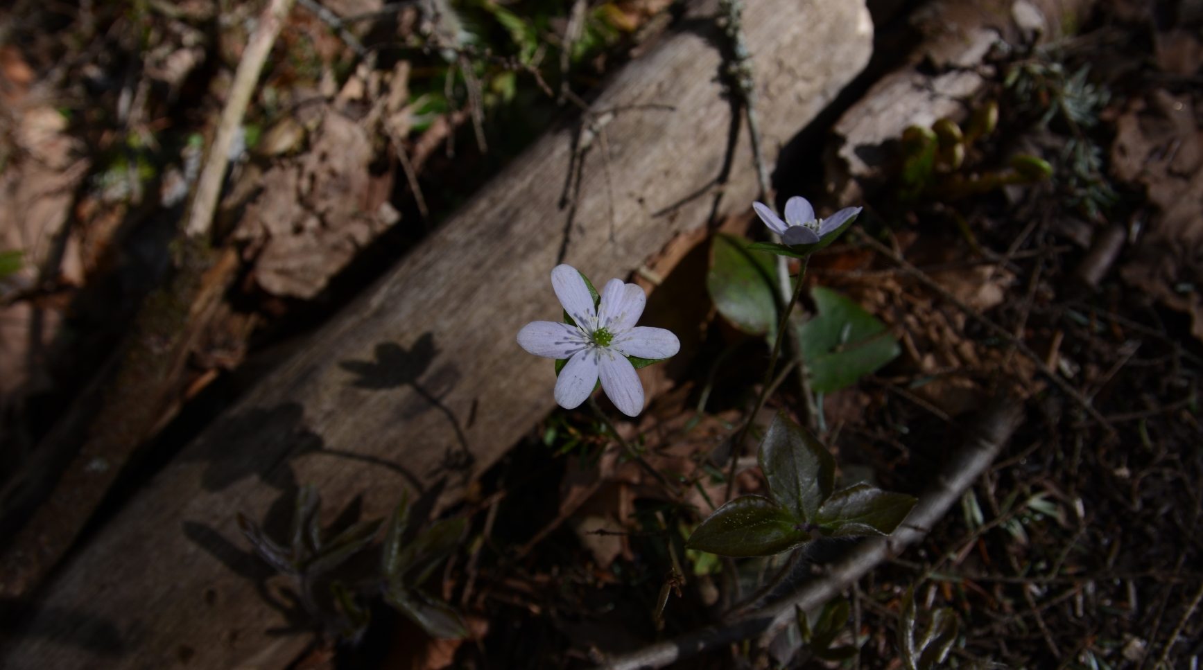 hepatica-shadow.jpg