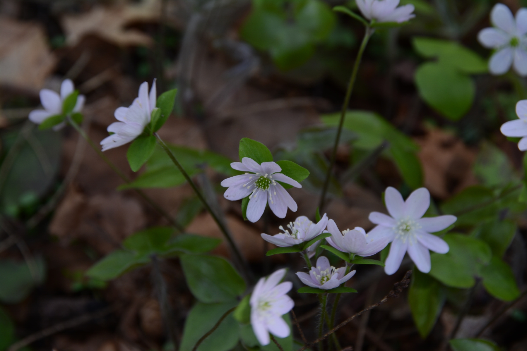 hepaticae.jpg