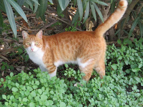 Herculaneum cat2.jpg