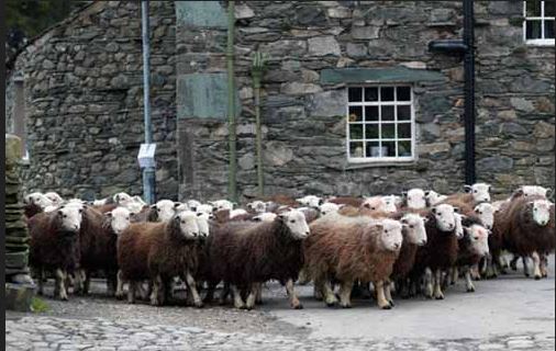herdwick.JPG