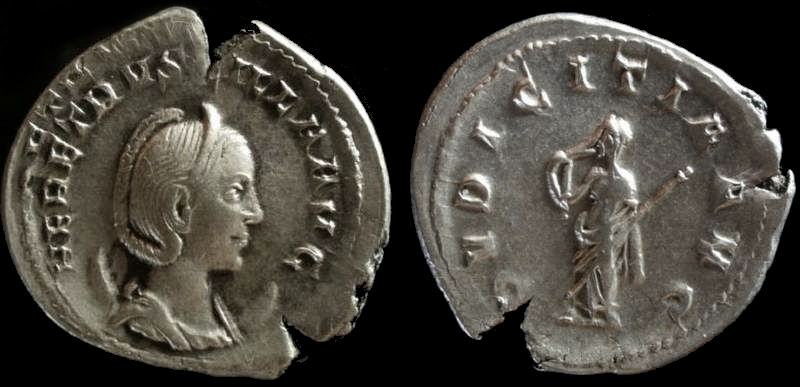 HERENNIA ETRUSCILLA.jpg