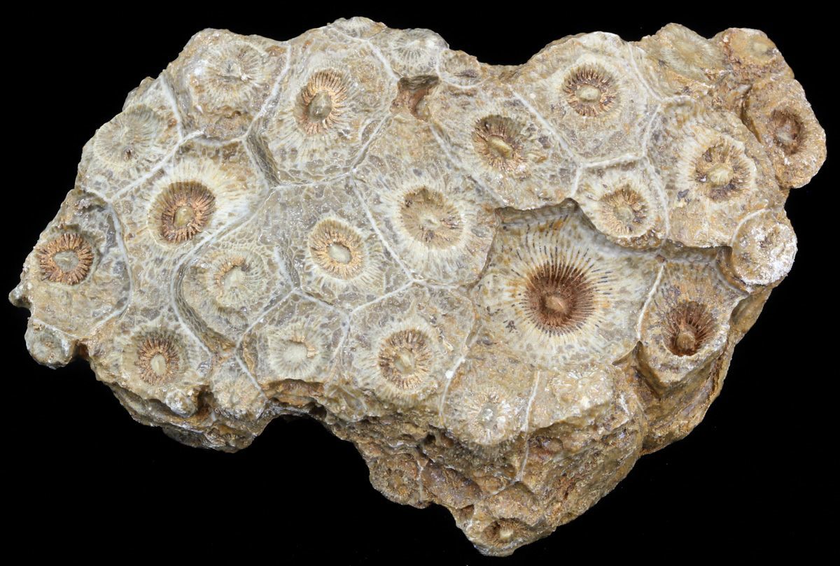 hexagonaria-sp.jpg