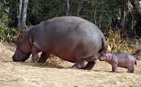 hippo 3.jpg