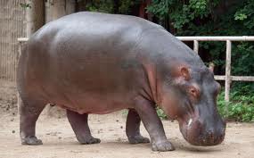 hippo.jpg