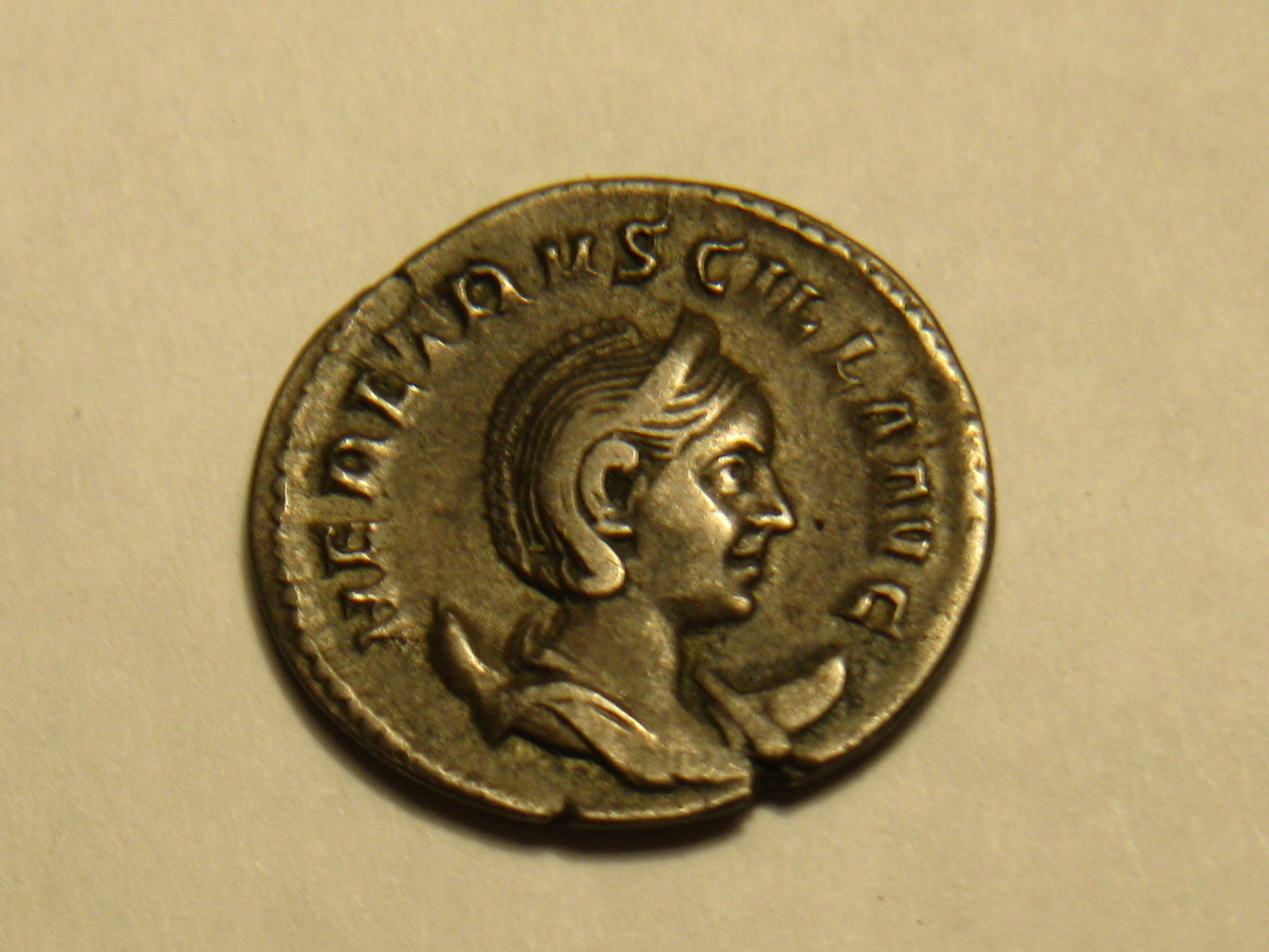 hippocamps   herinnia estucilla anton 003.JPG