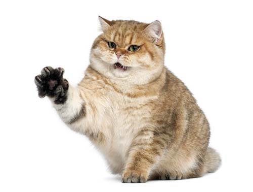 hissing cat.jpg