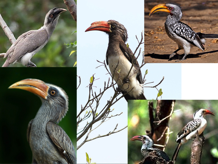 hornbills.jpg