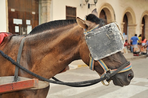 horse-blinders1.jpg