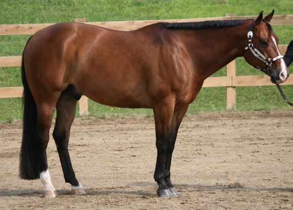 horse.JPG