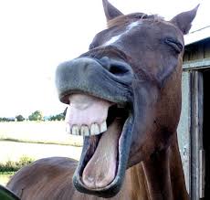 horse.jpg