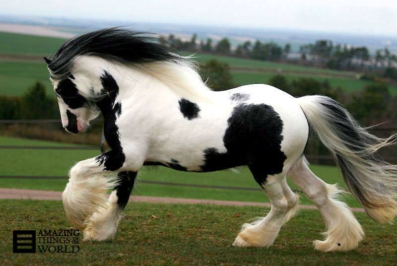 horse leg three.jpg