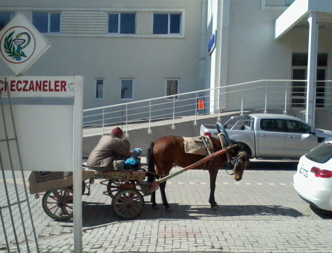 horsehospital.jpg