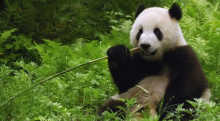 Horses-in-China-Found-to-Be-Stealing-Panda-s-Food-430011-2.jpg