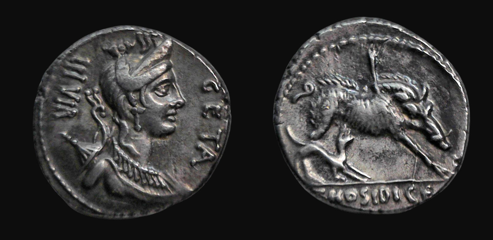Hosidia 1.jpg