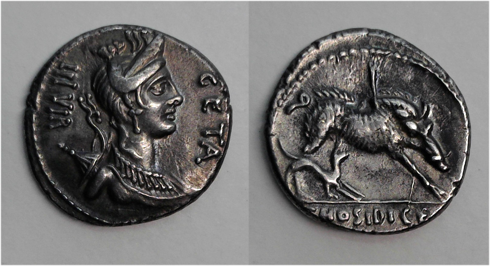 Hosidia denarius.jpg
